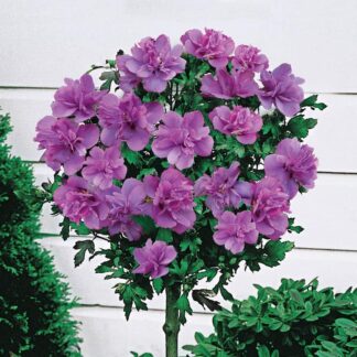 Double Rose of Sharon Tree - Hibiscus Duc De Brabant