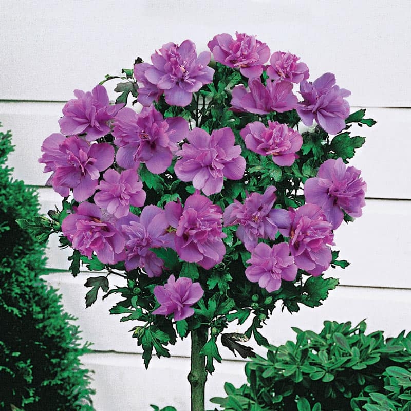 Double Rose of Sharon Tree - Hibiscus Duc De Brabant