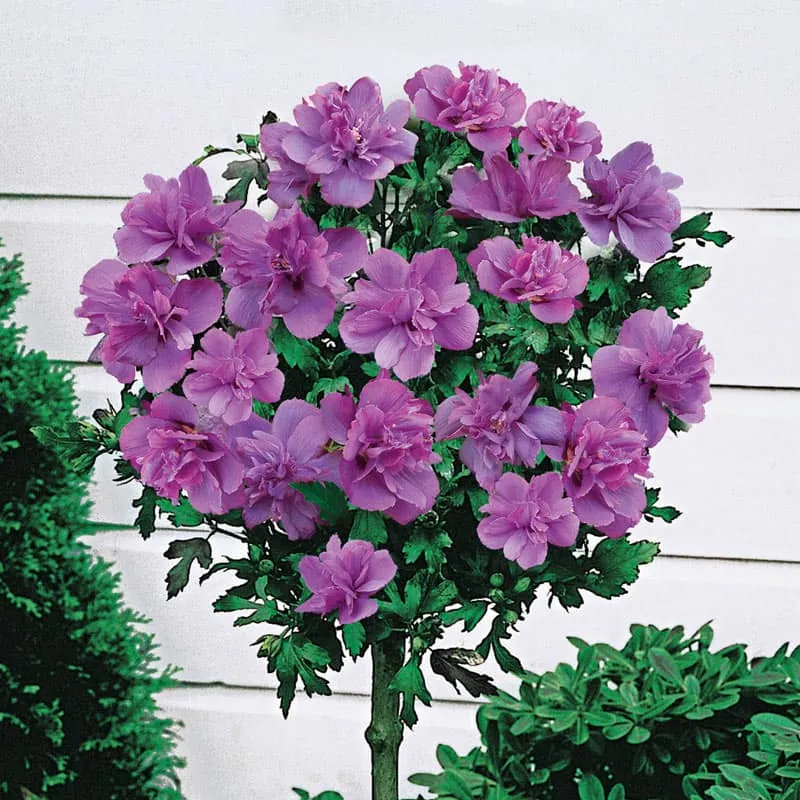 Double Rose of Sharon Tree - Hibiscus Duc De Brabant