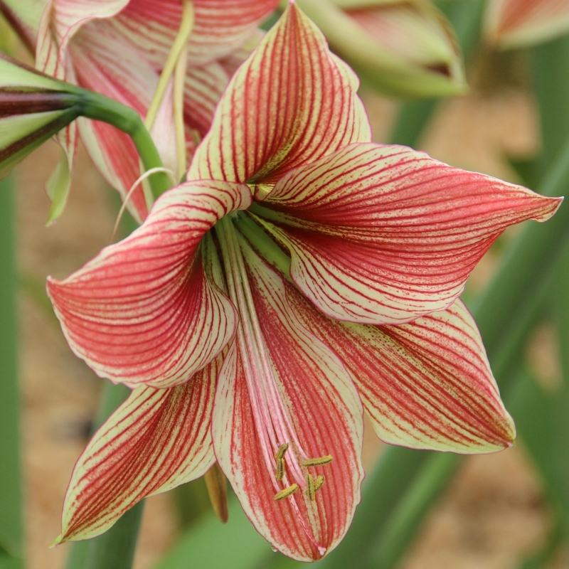 Amaryllis - Exotic Star - Hippeastrum Bulb