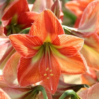 Amaryllis - Terracotta - Hippeastrum Bulb