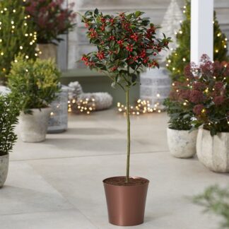 Premium Quality Festive Holly Tree Covered in Berries With Copper Planter