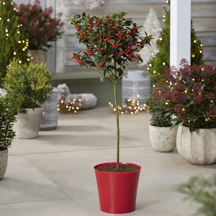 Premium Quality Festive Holly Tree Covered in Berries With Red Planter