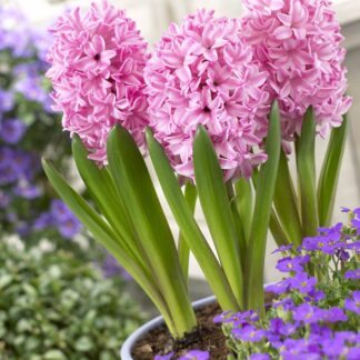 Fondant Pink Hyacinths - Pack of Five Bulbs