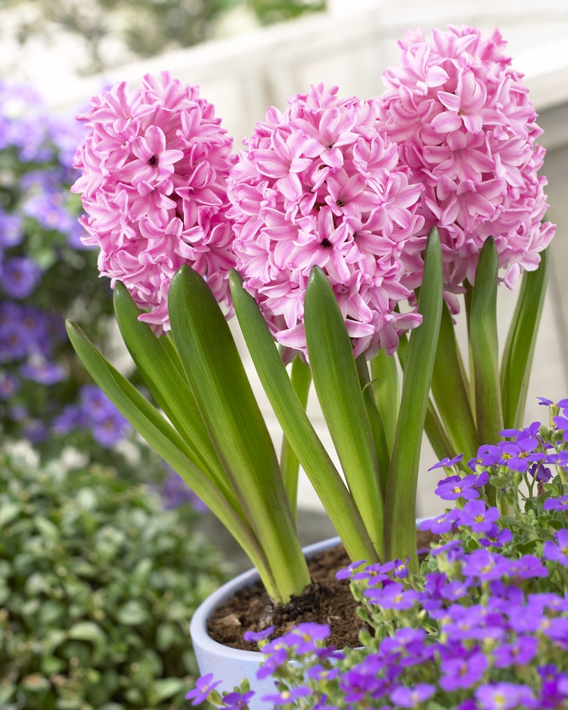 Fondant Pink Hyacinths - Pack of Five Bulbs