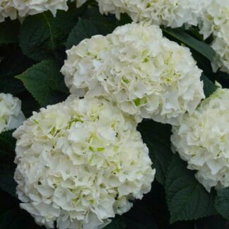 Giant White Hydrangea Macrophylla 'Happy' Double White - Large Flowered Mophead Hydrangea - XXXL Plants
