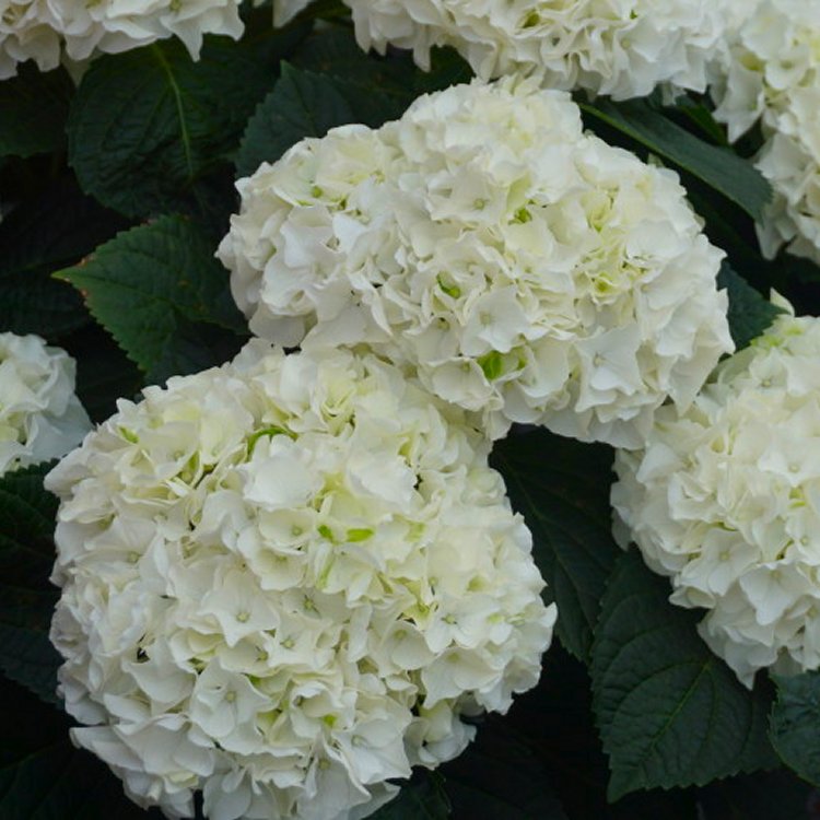 Giant White Hydrangea Macrophylla 'Happy' Double White - Large Flowered Mophead Hydrangea - XXXL Plants