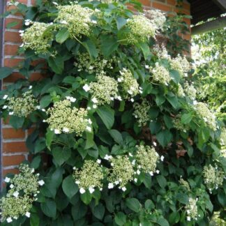 Hydrangea Anomala Petiolaris - Climbing Hydrangea - Circa 80-100cm Tall