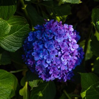 Hydrangea Anastasia - Large Flowered Mophead Hydrangea - XXXL Plants