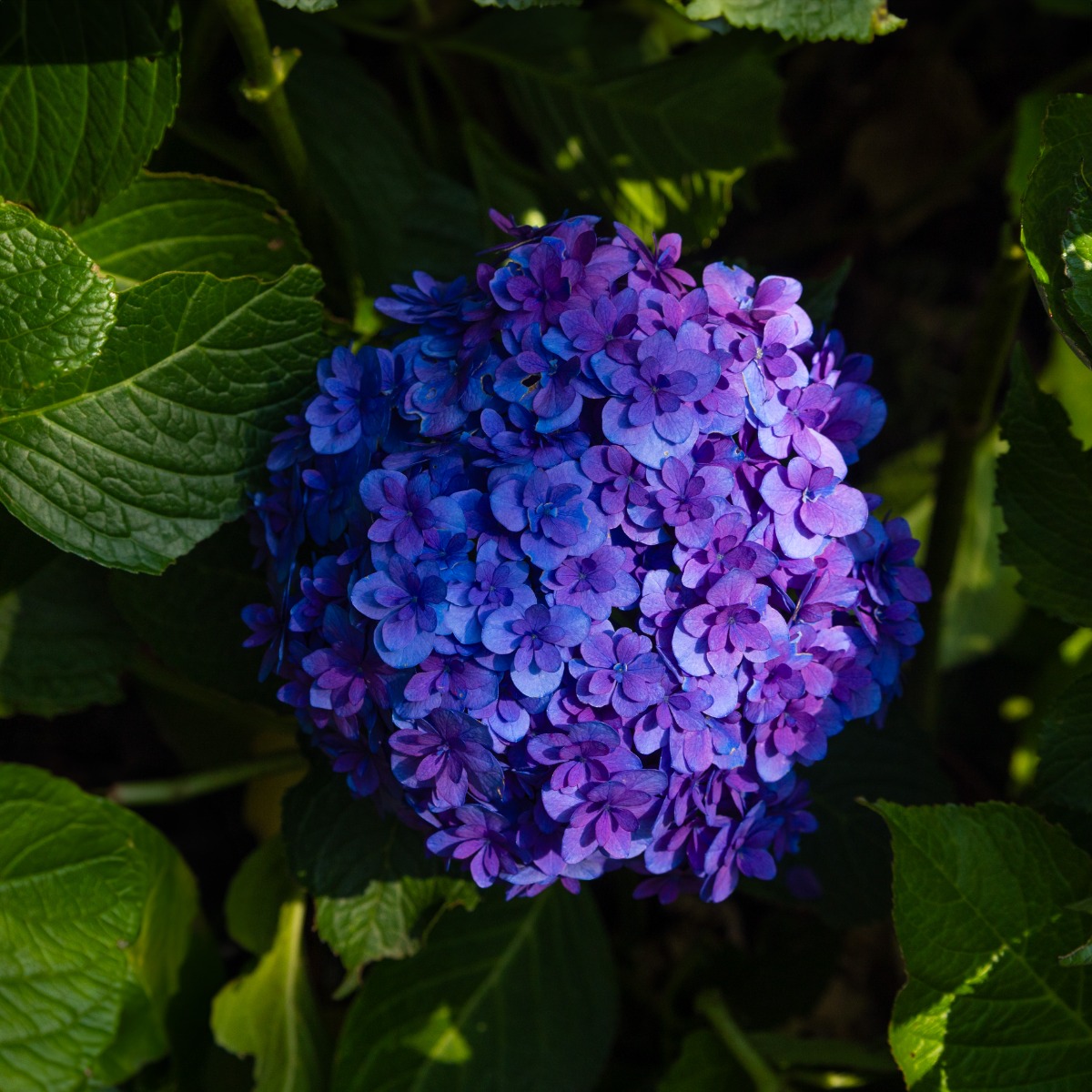 Hydrangea Anastasia - Large Flowered Mophead Hydrangea - XXXL Plants