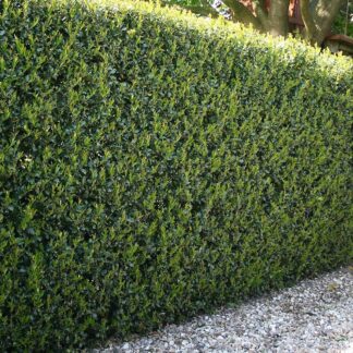 XXXL Ilex Crenata Green Hedge Plants - Circa 6-7ft Tall - Pack of Ten Hardy Box-Leaved Hedging