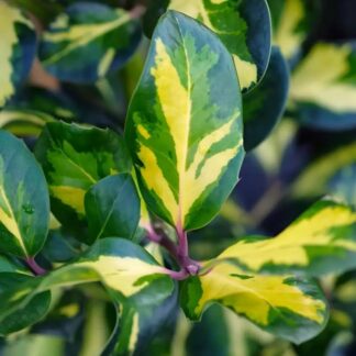 Ilex Aquifoluim 'Lawsoniana' - Holly
