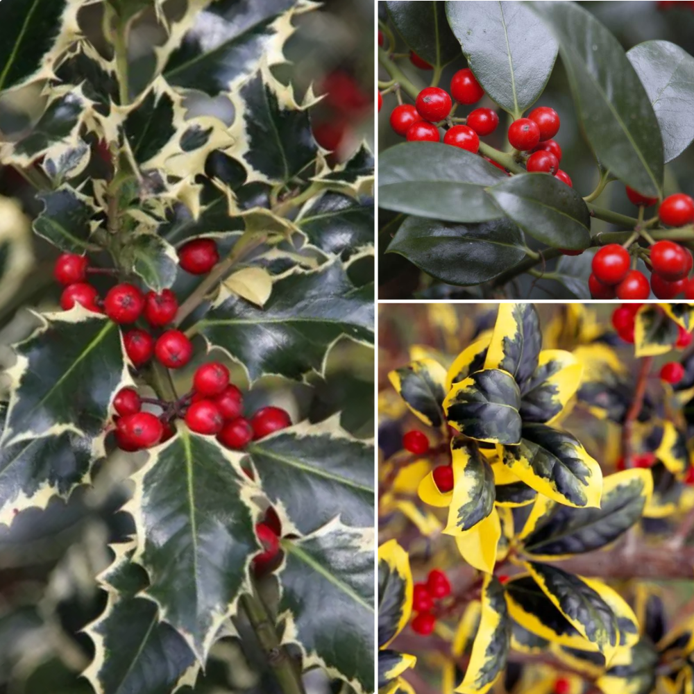 Pack of Three Lovely Holly Plants - All Different