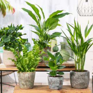 Houseplant Roulette - Lucky Dip Houseplant Selection