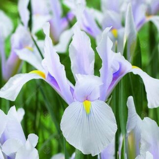 Dutch Iris Hollandica Carmen - Pack of 10 Bulbs