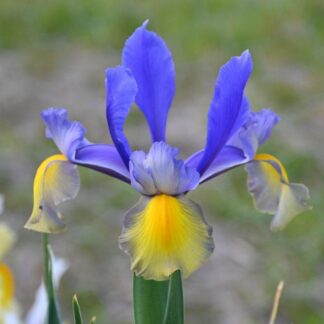 Dutch Iris Miss Saigon - Pack of 10 Bulbs
