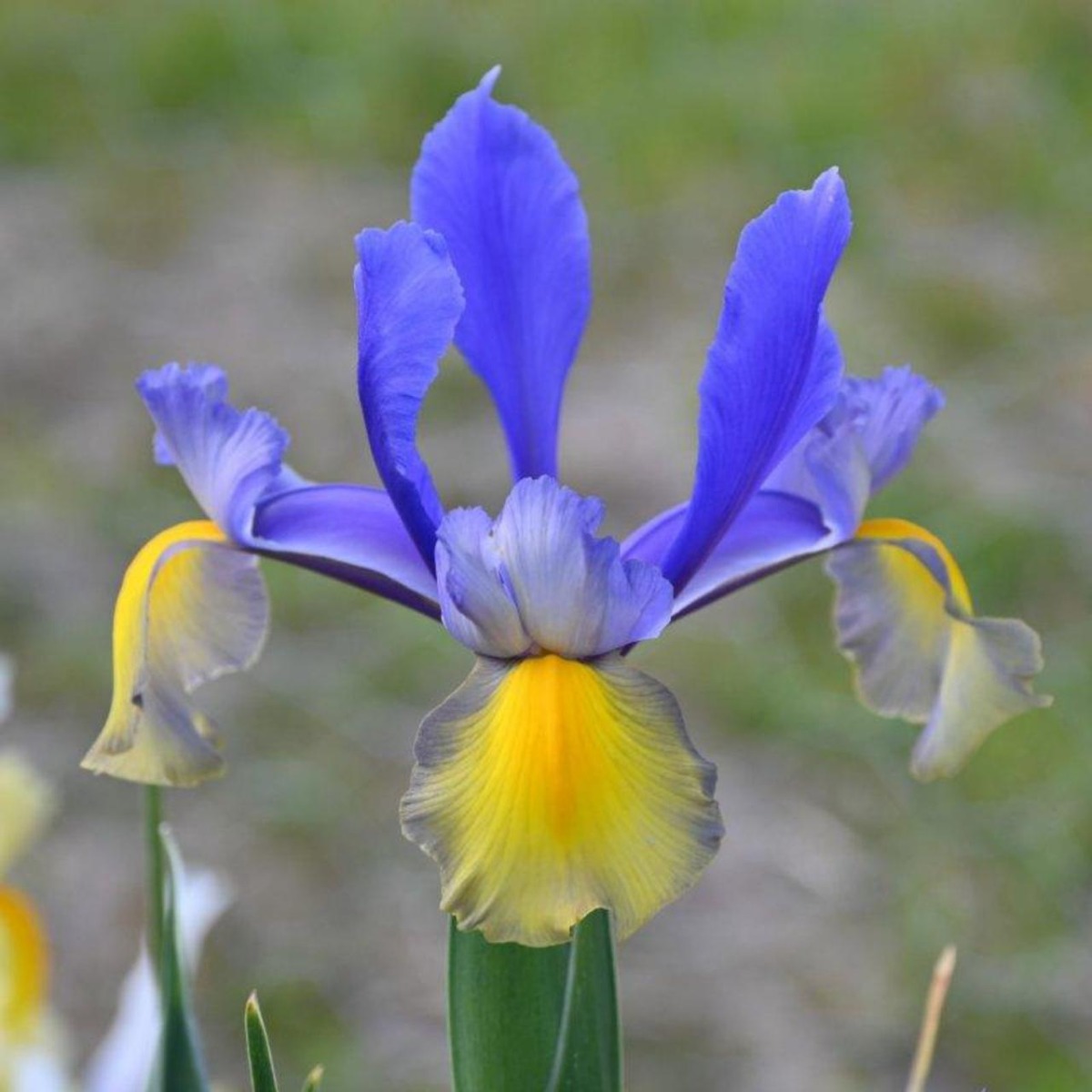 Dutch Iris Miss Saigon - Pack of 10 Bulbs