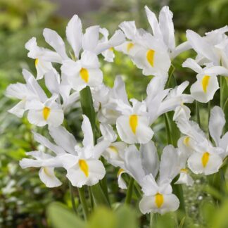 Iris Hollandica White Van Vliet - Pack of 12