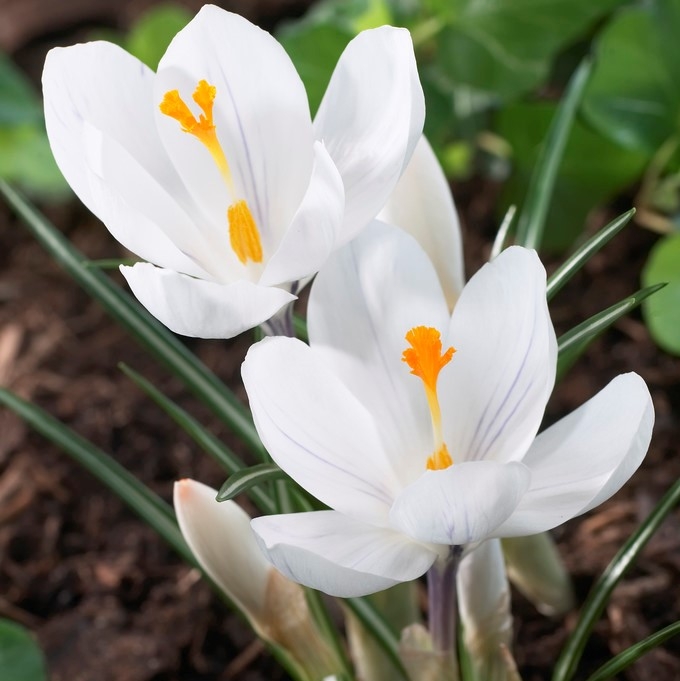 Crocus Vernus 'Jeanne D'Arc' - Pack of Ten Bulbs
