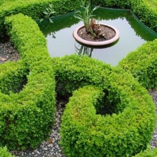 Hardy Buxus Box Hedge - Buxus Sempervirens - Circa 50-80cm Established Shrub