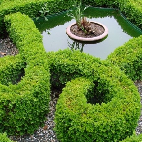 Hardy Buxus Box Hedge - Buxus Sempervirens - Circa 50-80cm Established Shrub