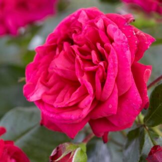 Rose 'Starlight Express' - Climbing Rose