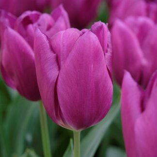 Tulip Laptop - Pack of 6