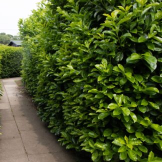 Cherry Laurel Hedge - Prunus Laurocerasus Etna - Circa 80-100cm (2.5-3ft) Shrub
