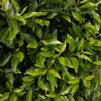 Evergreen Portuguese Laurel Hedge - Prunus Lusitanica - Circa 80-120cm Plant