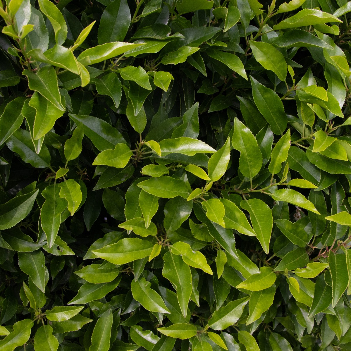 Evergreen Portuguese Laurel Hedge - Prunus Lusitanica - Circa 80-120cm Plant