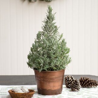 Lavender Pyramid - Lavandula Angustifolia Pyramidalis