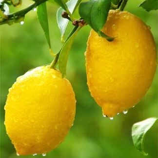 Citrus Tree - Fruiting & Flowering Lemon Tree - 80-100cms - Perfect For a G&t!