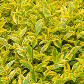 Golden Privet Hedge - Ligustrum Ovalifolium Aurem - Circa 80-100cm Shrub
