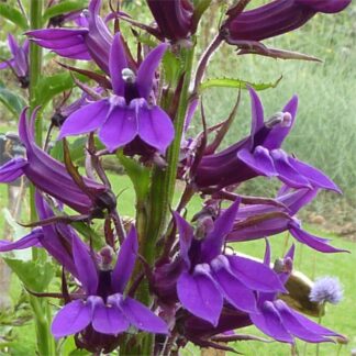 Lobelia Speciosa Starship Blue