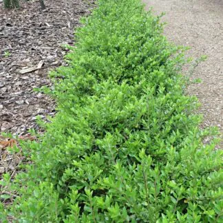 Lonicera Maigrun - Maygreen - Perfect Evergreen Ground-Cover or Hedging