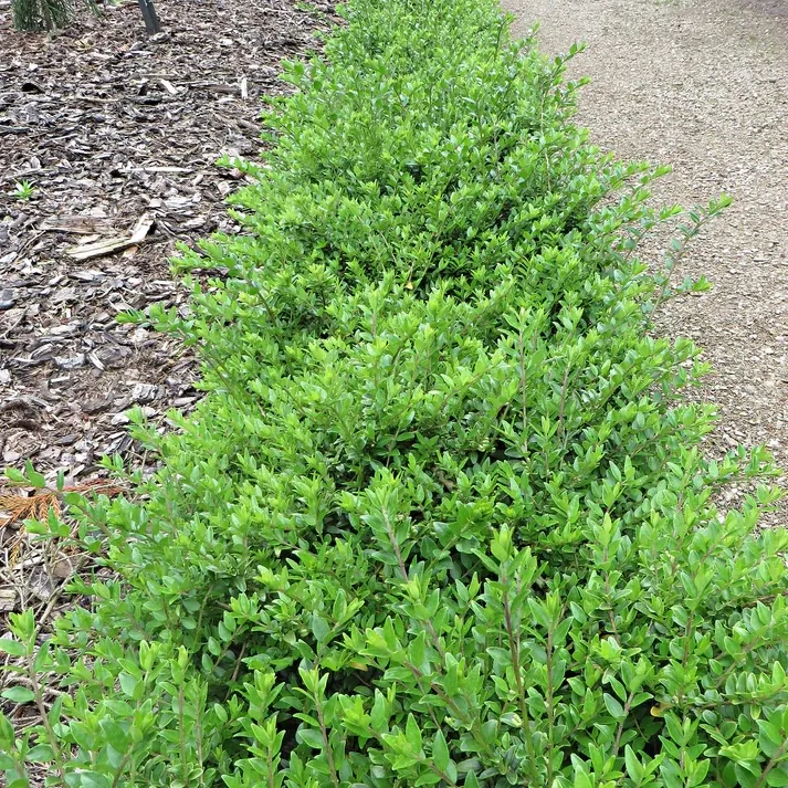 Lonicera Maigrun - Maygreen - Perfect Evergreen Ground-Cover or Hedging