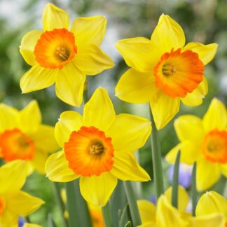 Narcissus Loveday - Pack of Ten Bulbs