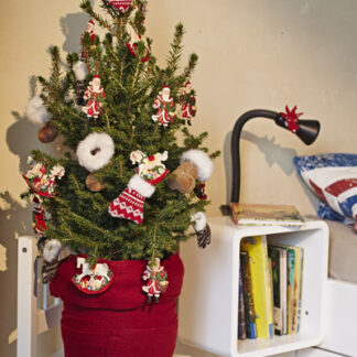 Fresh Christmas Tree - Circa 40cm Potted Dwarf Norway Spruce - Wills Dwarf + For Immediate Dispatch