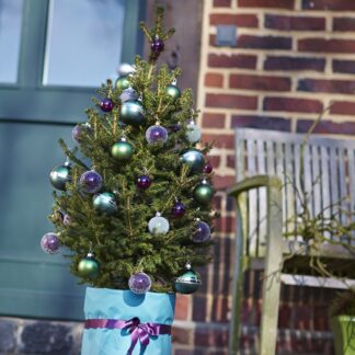 Fresh 'Little Santa' Christmas Tree - 80-100cm Potted Wills Dwarf Spruce