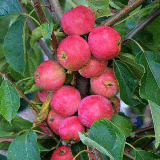 Crabapple Tree - Malus Crimson Cascade - 160cm