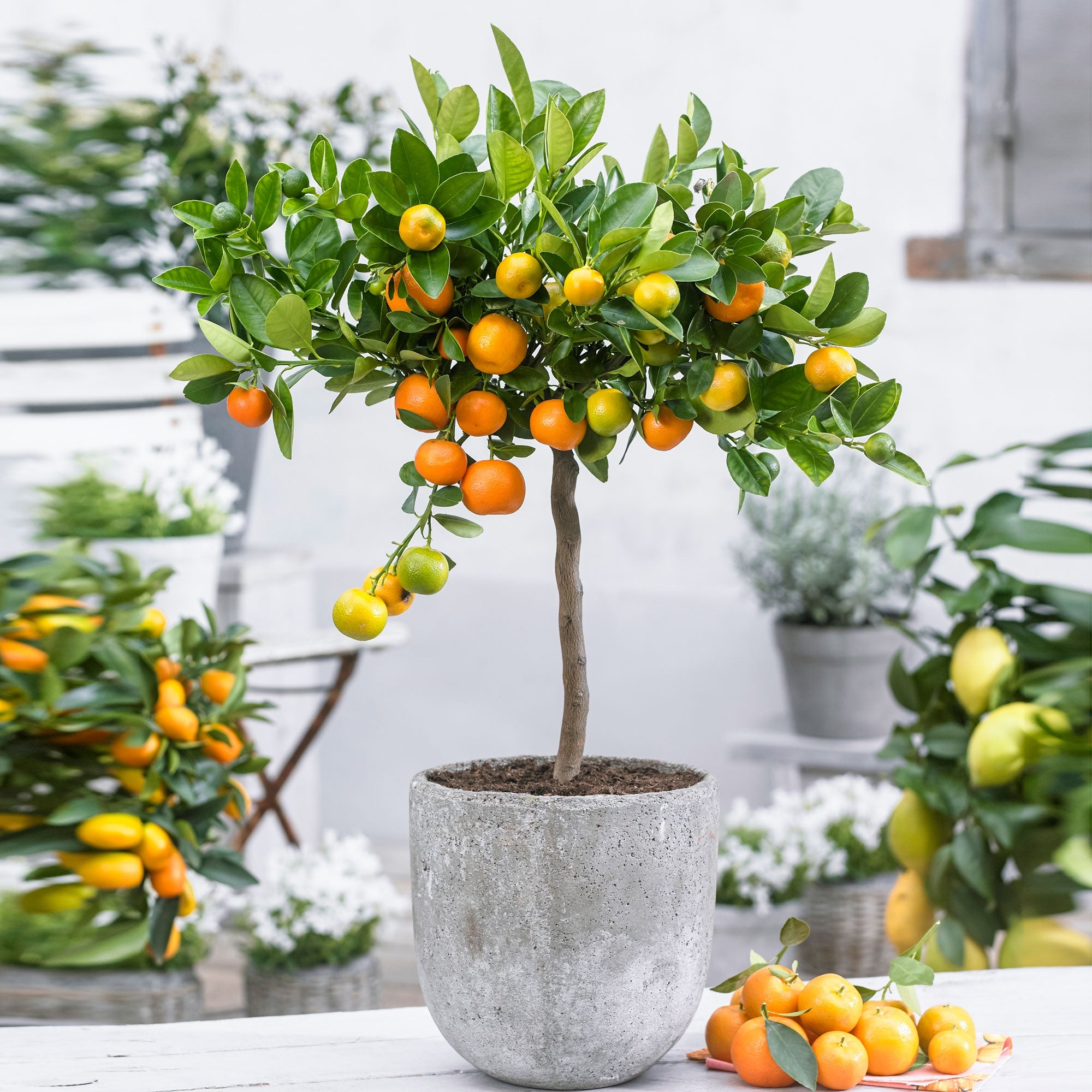 Fruiting Citrus Calamondin Orange Tree