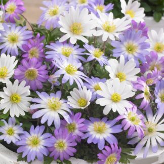 Anemone Blanda Mix - Pack of 15
