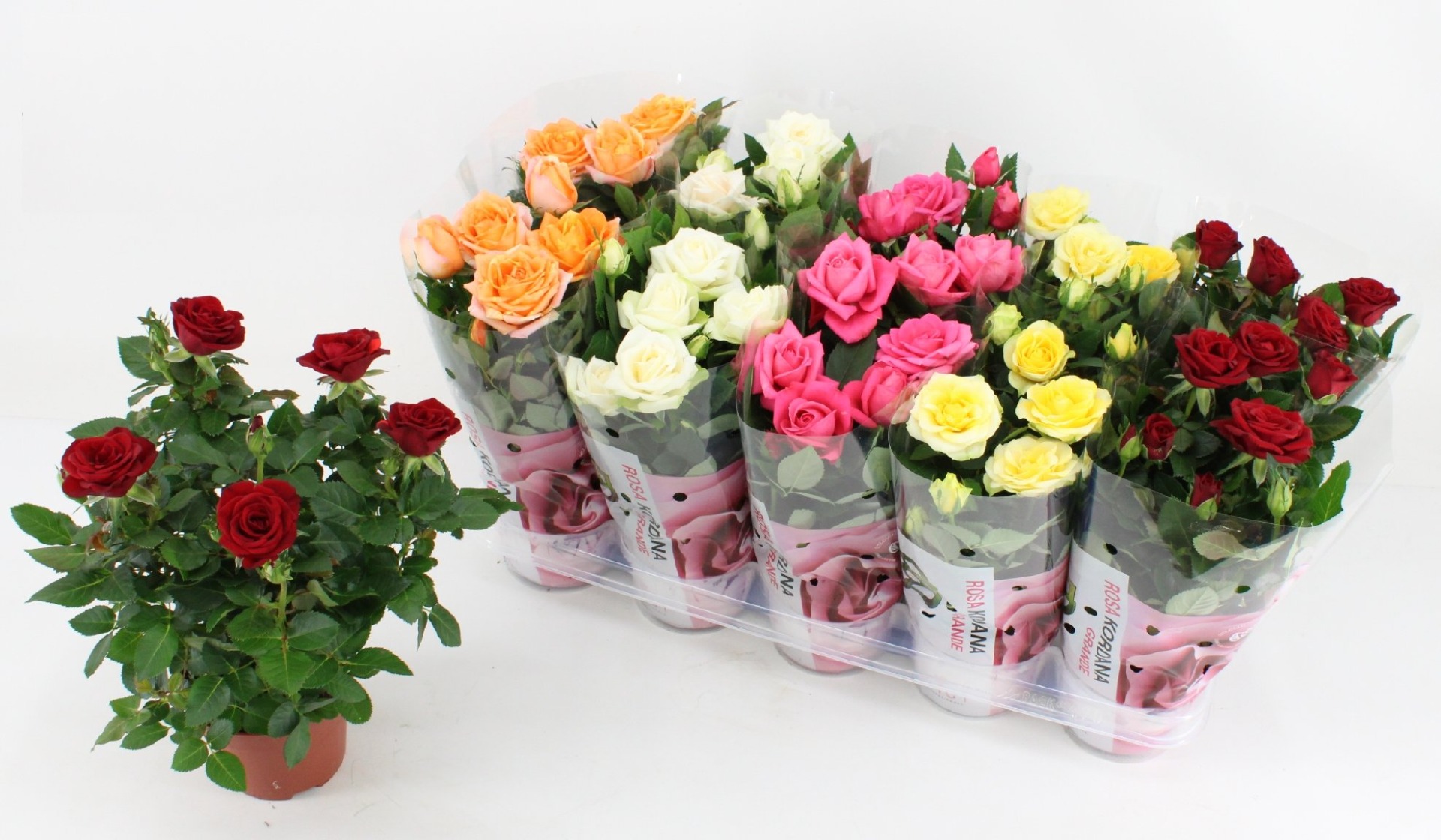 Beautiful Indoor Pot Roses in Assorted Colours