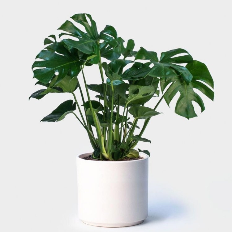 Monstera Deliciosa - Swiss Cheese Plant