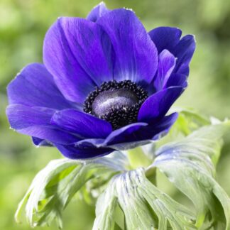 Anemone Mr Fokker - Pack of Ten Bulbs