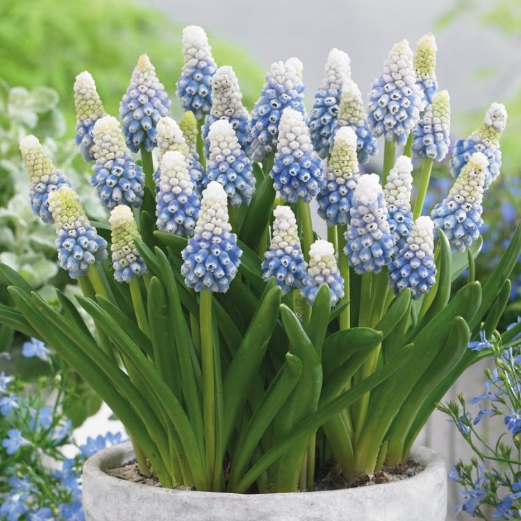 Muscari Mountain Lady - Pack of 10 Bulbs