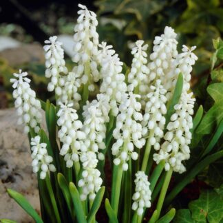 Muscari Botryoides Album - Pack of Ten Bulbs