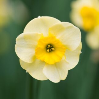 Narcissus Sundisc - Pack of 10 Bulbs