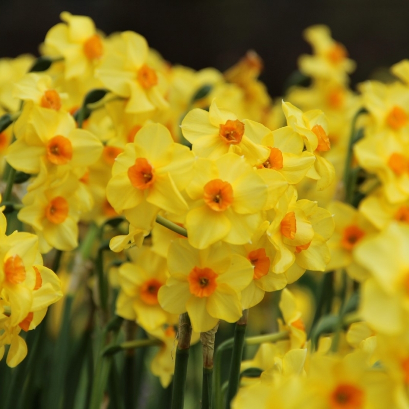 Daffodil - Narcissus Martinette - Pack of 10 Bulbs