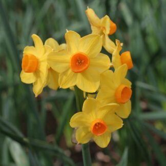Narcissus Grand Soleil D'Or - Pack of 10 Bulbs